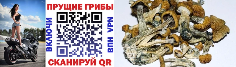 Псилоцибиновые грибы MAGIC MUSHROOMS  Камышлов 